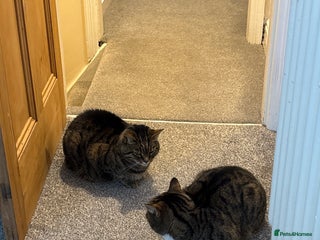 Mixed Breed cats Female tabby/bengal cats in Cannock - Advert 3