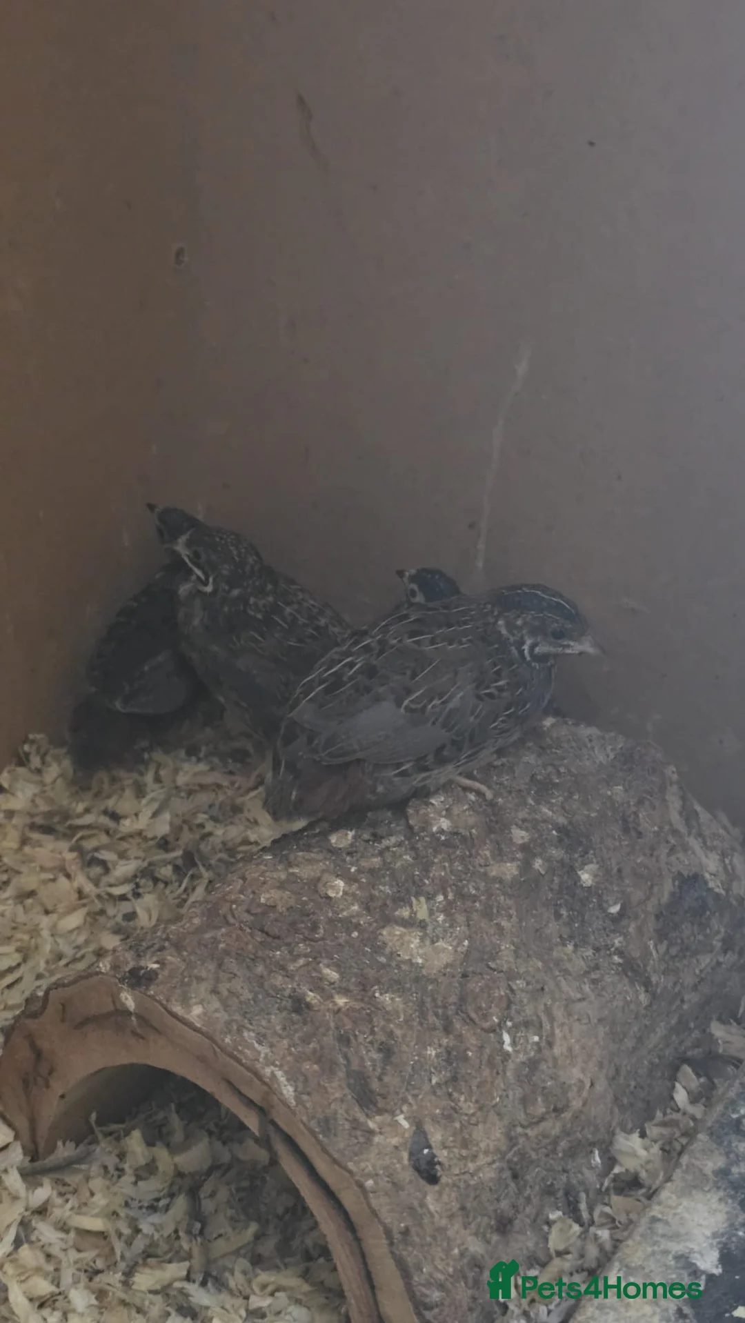 Quail poultry for sale: Chinese painted quail (button quail) CPQ in Croydon - Advert 2