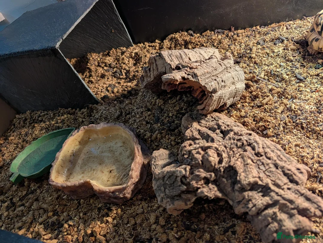 Tortoise reptiles for sale: Leopard tortoise  in Middlesbrough - Advert 4