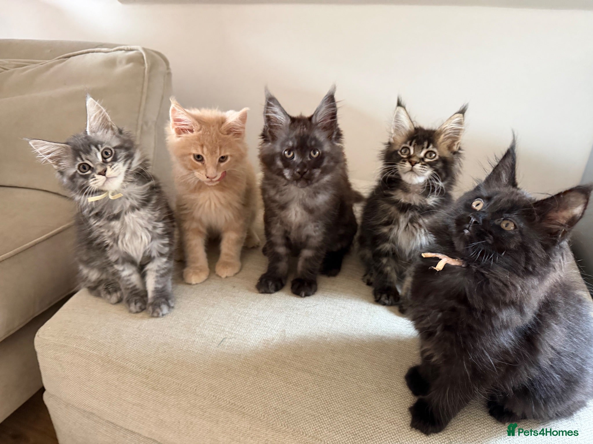 Maine Coon cats TICCA Registered MaineCoon Kittens  - Advert 1