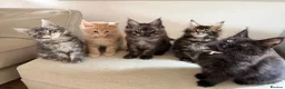 Maine Coon cats for sale: TICCA Registered MaineCoon Kittens  - Advert 1
