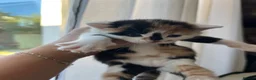 Mixed Breed cats for sale: Bengal/ mancoon mixed kittens in St. Neots - Advert 6