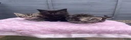 Mixed Breed cats for sale: 2 females 1 male kittens ready now  - Advert 5