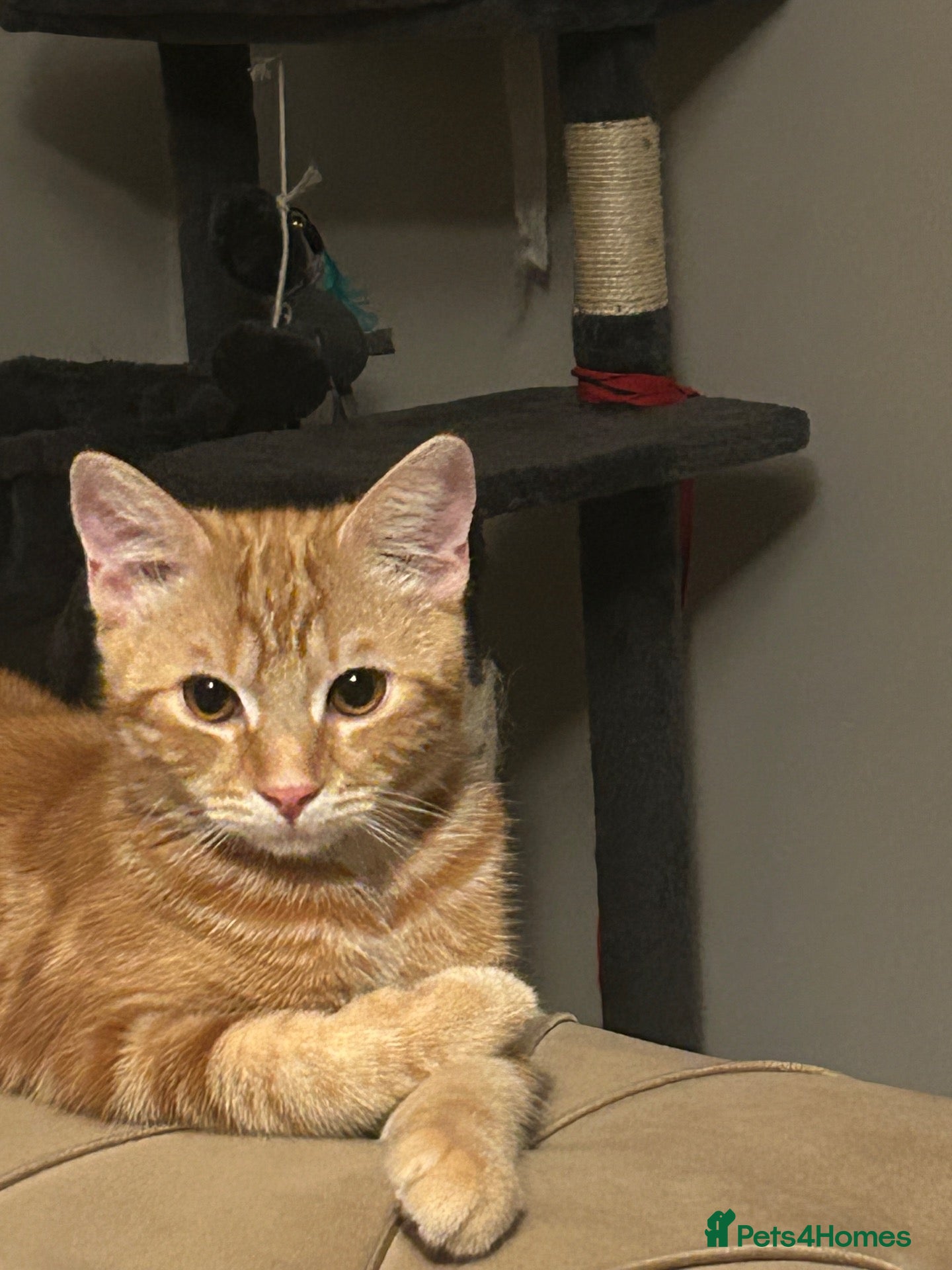 Mixed Breed cats Ginger cat  - Advert 18