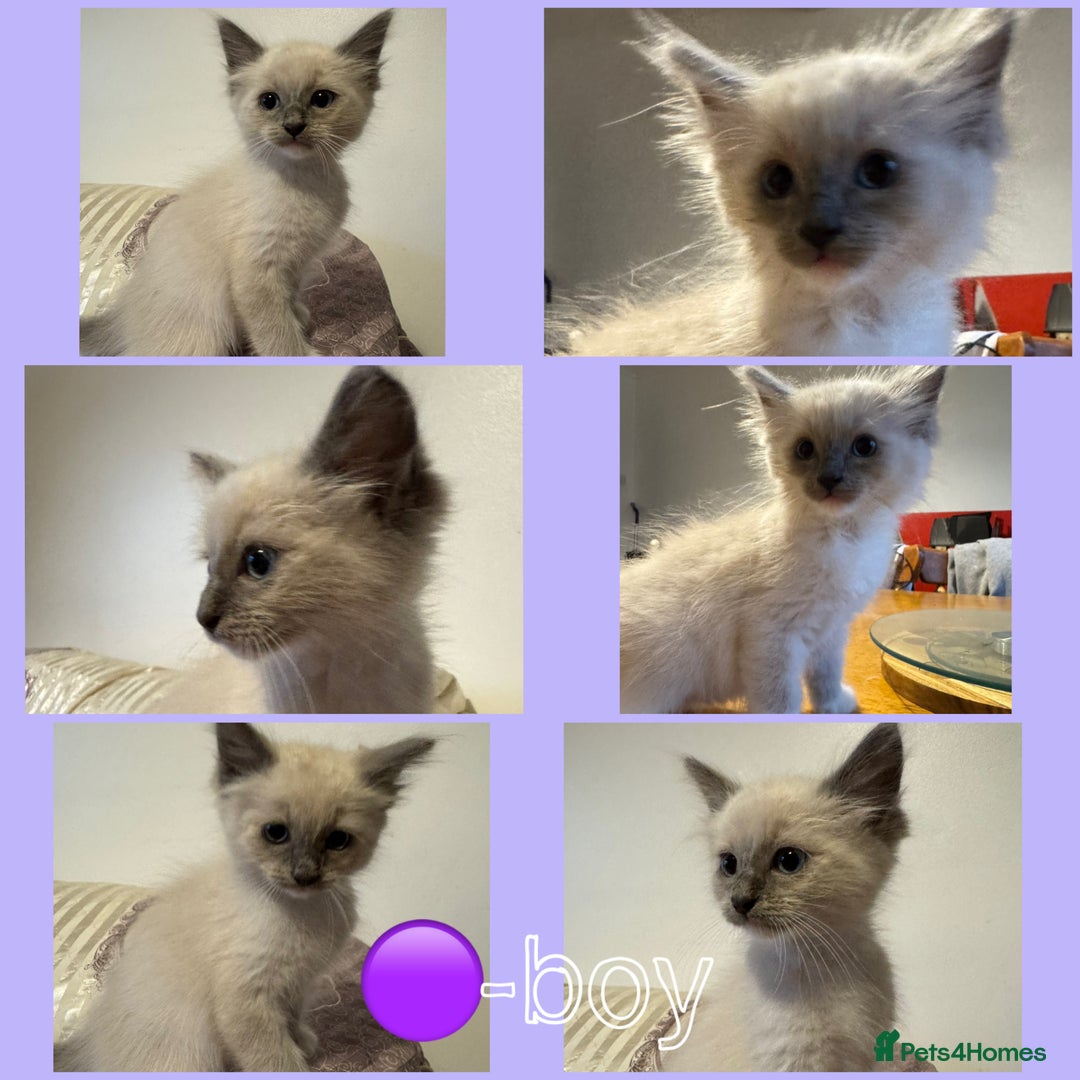 Ragdoll cats for sale: Ragdoll kittens for sale in Romford - Image 3
