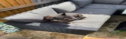 French Bulldog dogs for stud: Black and tan French bulldog  - Advert 3