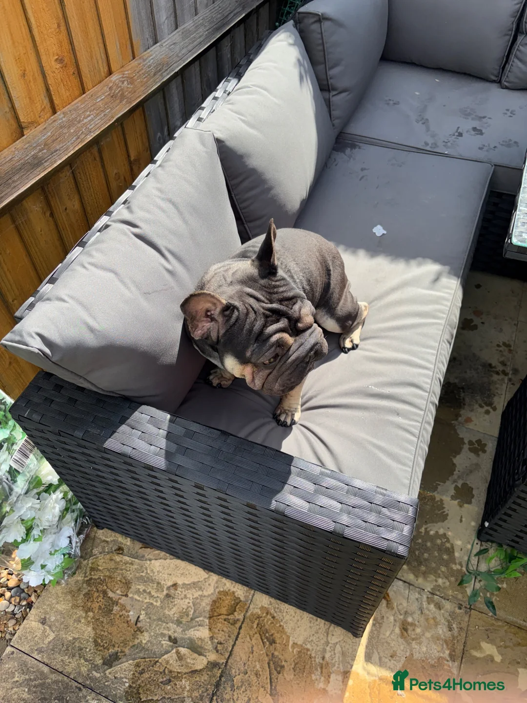 French Bulldog dogs for stud: Black and tan French bulldog  - Advert 3