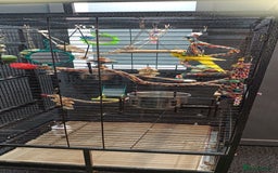 Parakeets birds for sale: Young Kakariki semi tame & large cage - Image 6