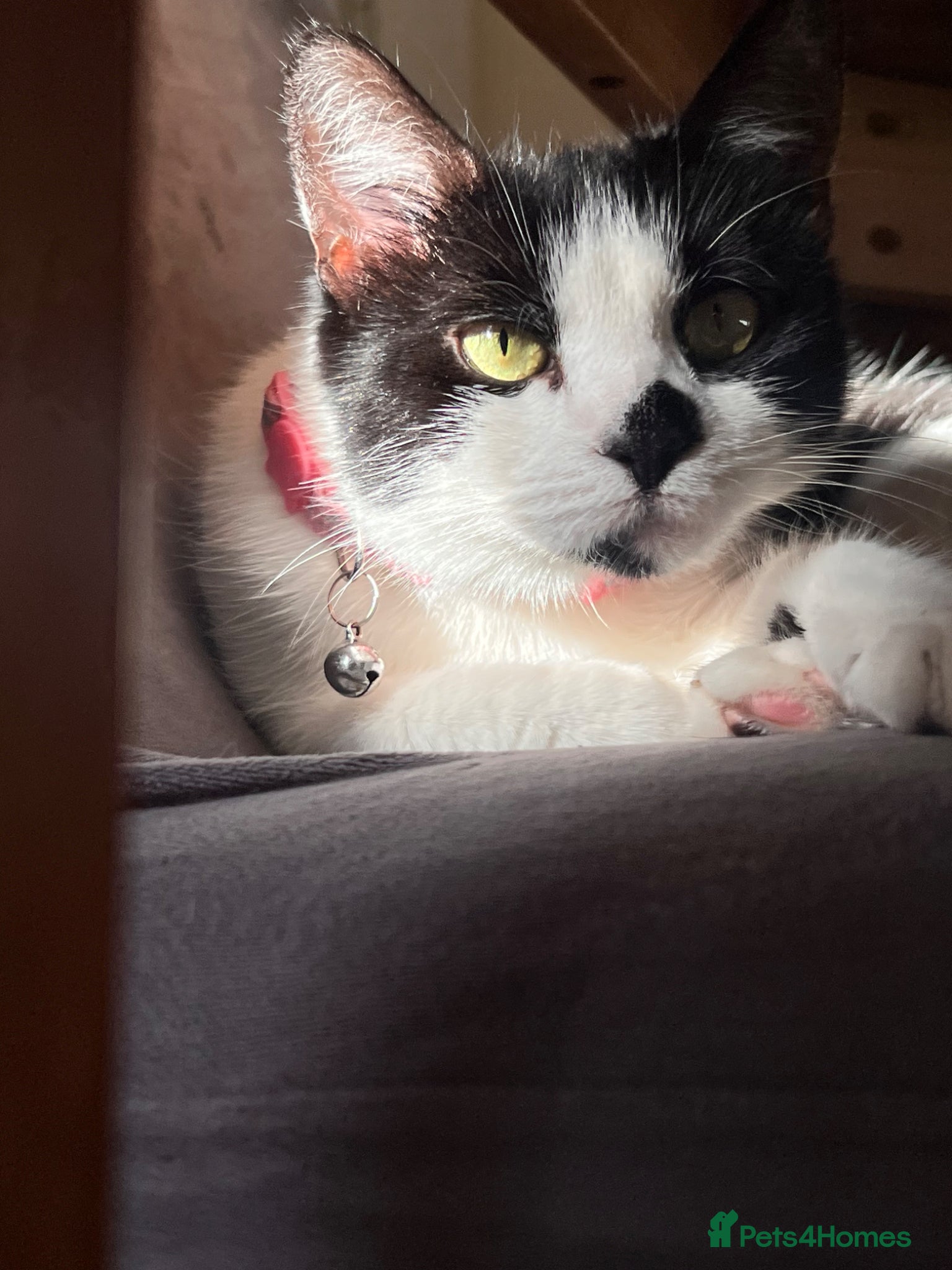 Mixed Breed cats 4 kittens for sale  - Advert 3