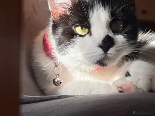 Mixed Breed cats 4 kittens for sale - Advert 3