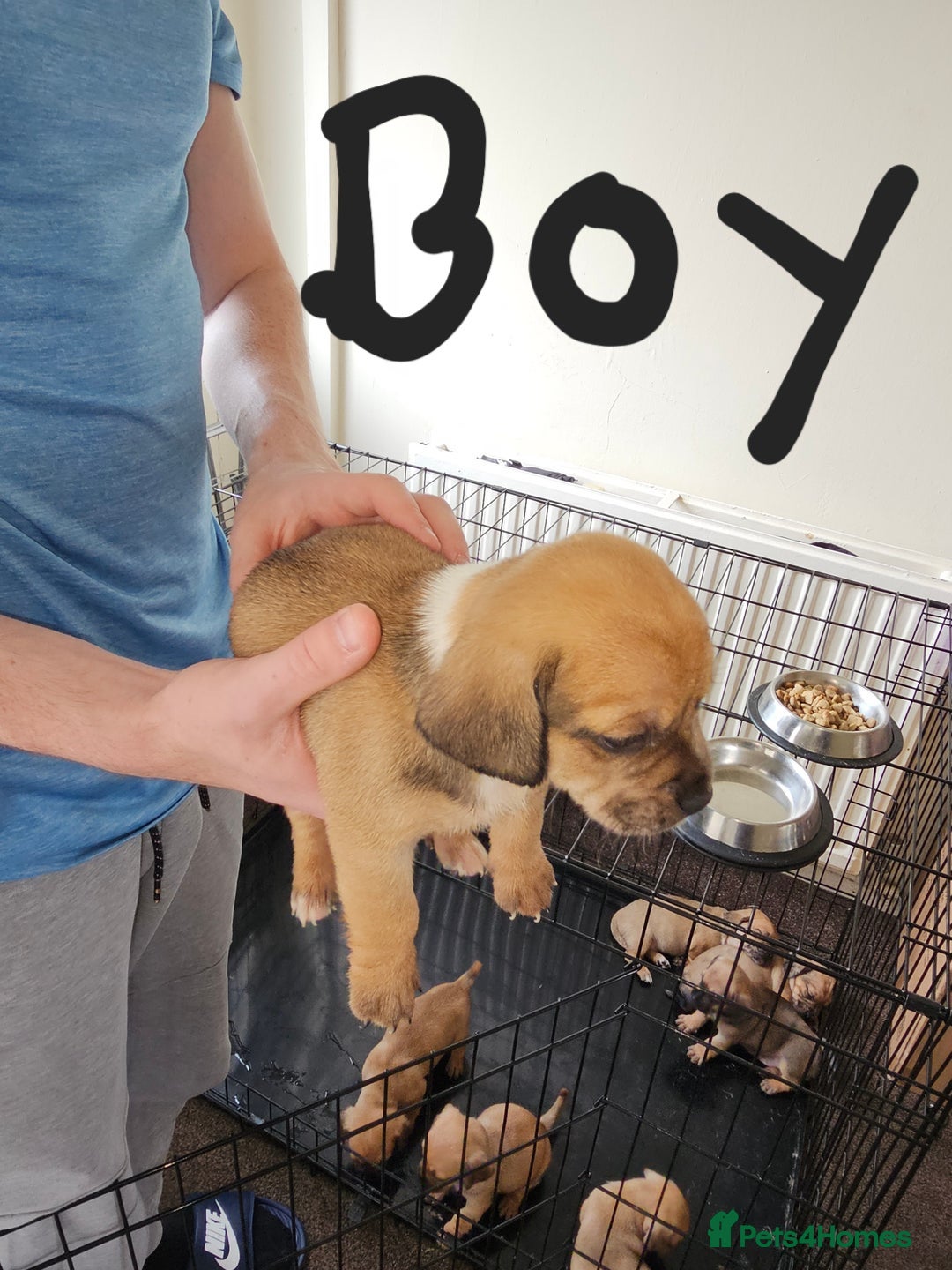 Mixed Breed dogs for sale: dachshund x pug puppy's 8 weeks old  - Image 3