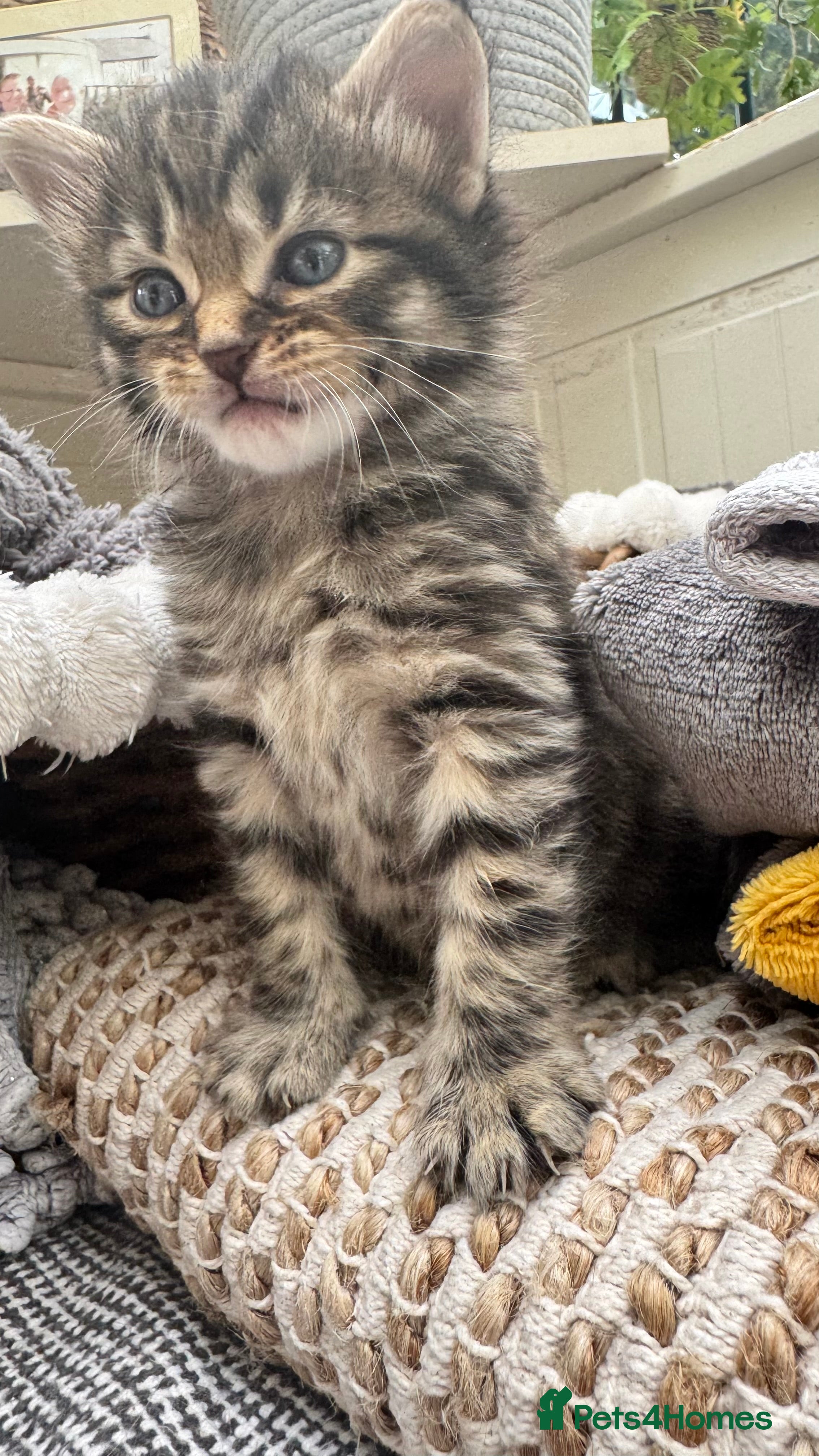 Mixed Breed cats Beautiful kittens 😻 - Advert 2