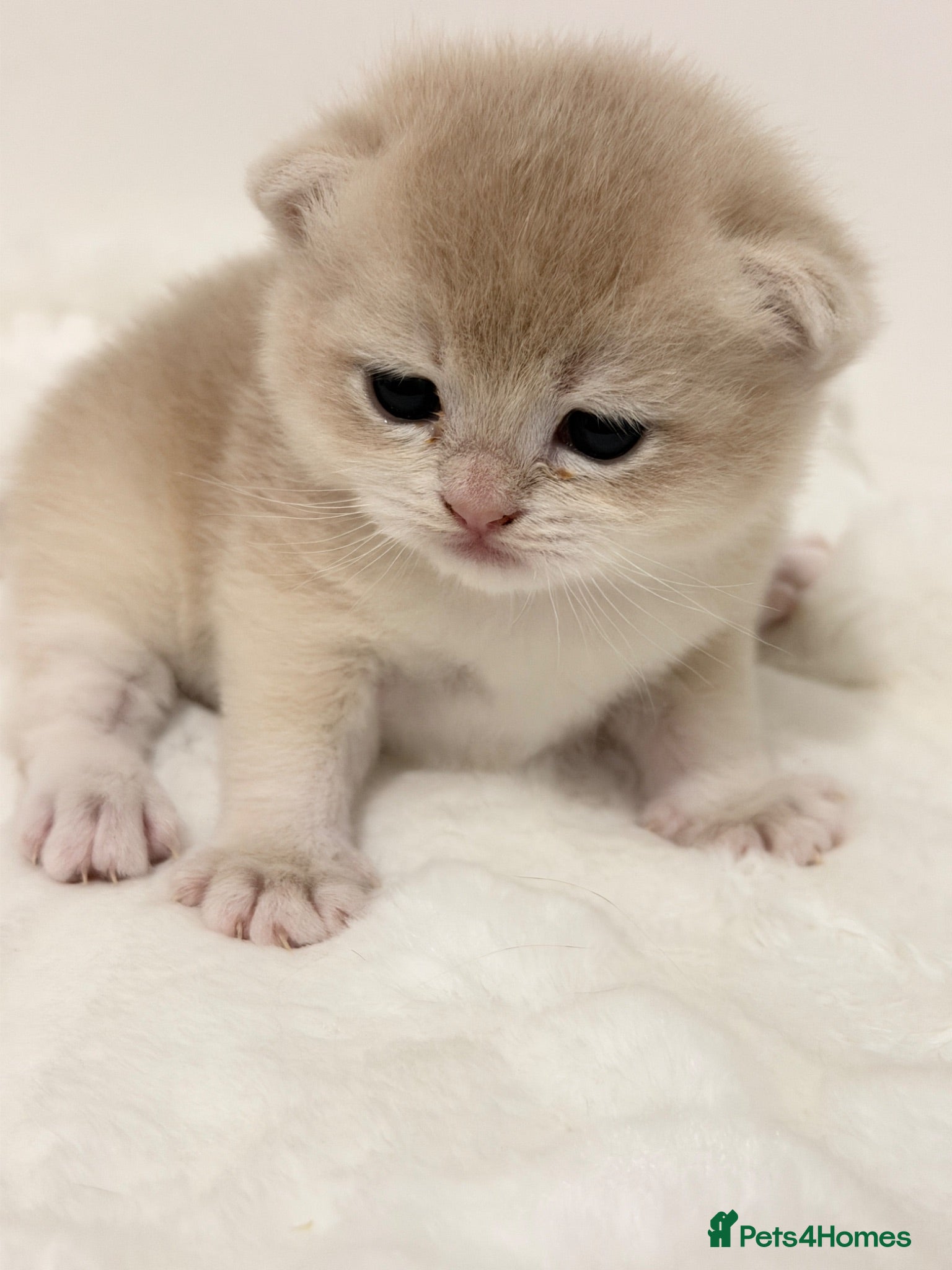 British Shorthair cats BSH Golden kittens Ecx show quality, Tica reg  - Advert 2