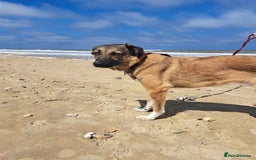 Mixed Breed dogs for adoption: Levi - Norwich Norfolk  - Image 26