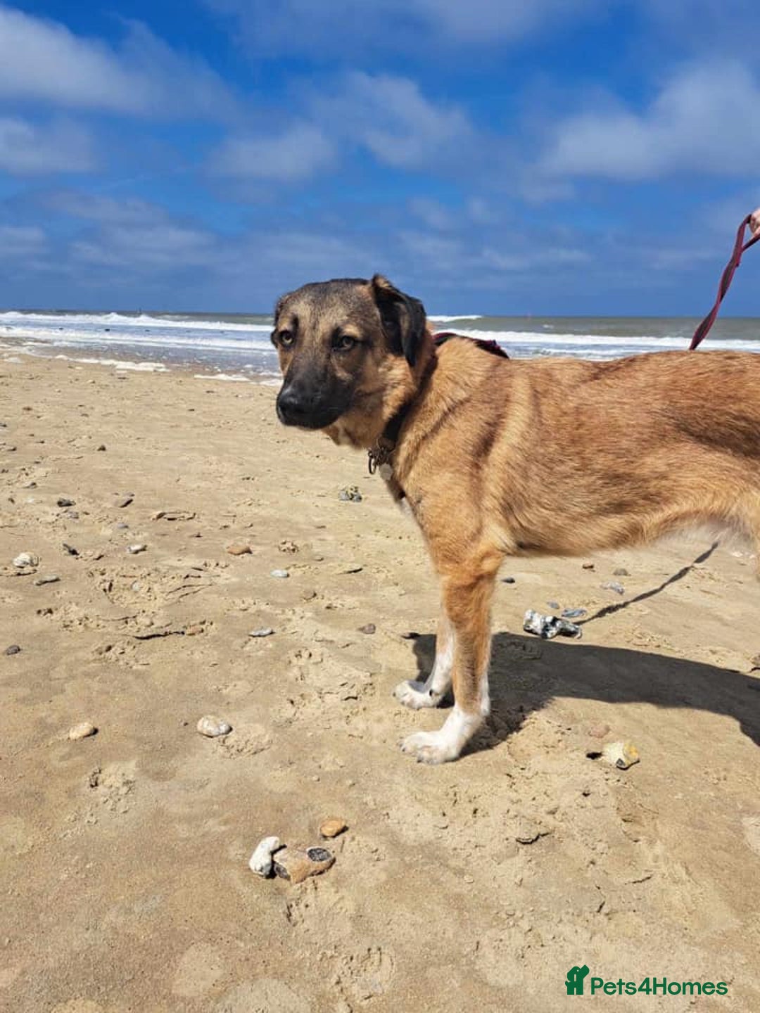 Mixed Breed dogs for adoption: Levi - Norwich Norfolk  - Image 26