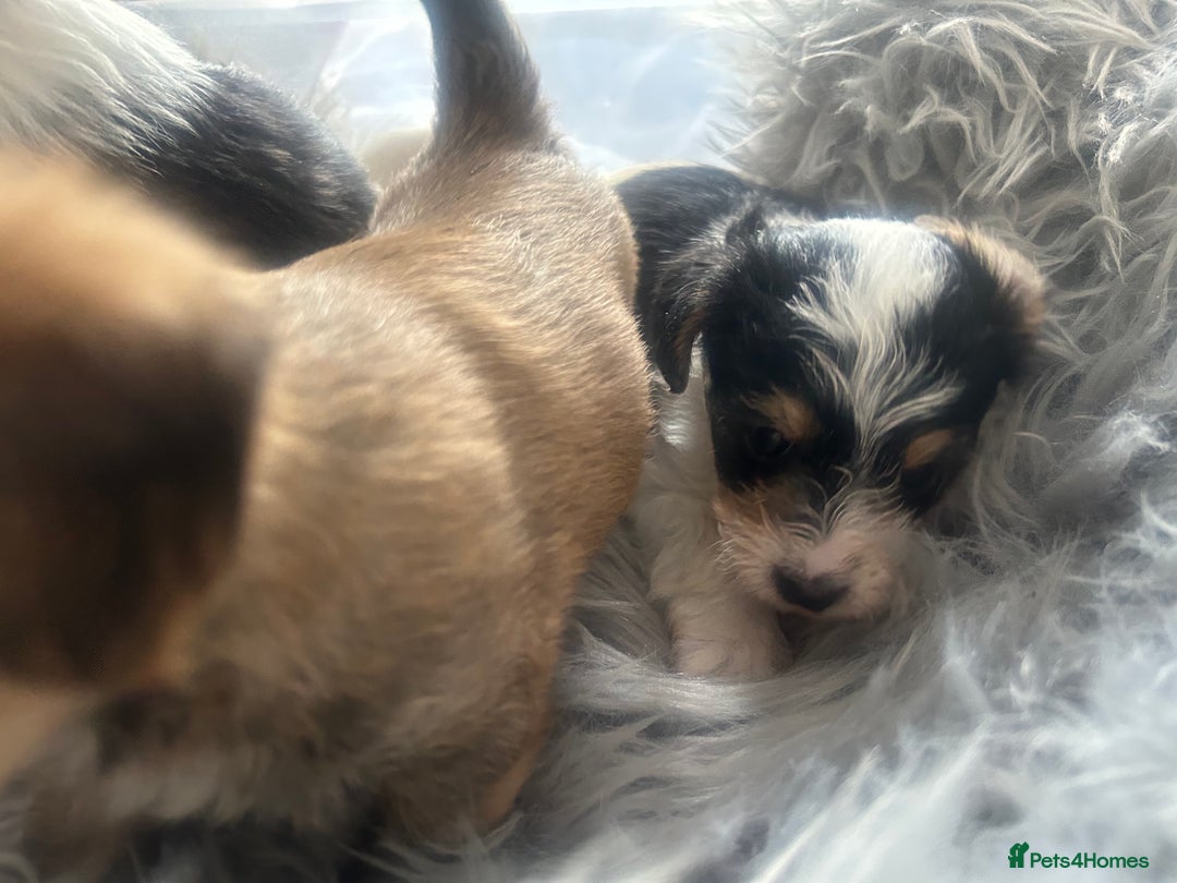 Jackapoo dogs for sale: 4 beautiful jackapoo boys - Image 19