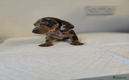 Dachshund dogs for sale: Beautiful dachshund babies  - Image 2