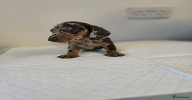 Dachshund dogs - Advert 4