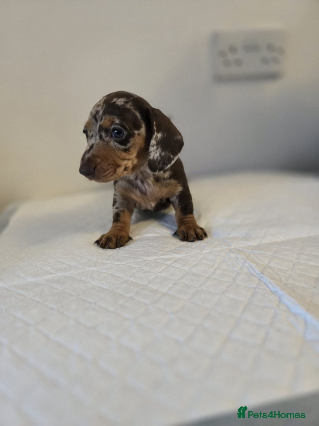 Dachshund dogs for sale: Beautiful dachshund babies  - Image 2