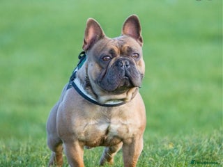 French Bulldog dogs in Abertillery - Advert 5