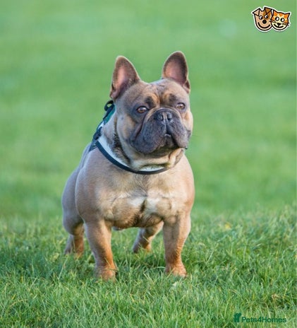 French Bulldog dogs in Abertillery - Advert 1
