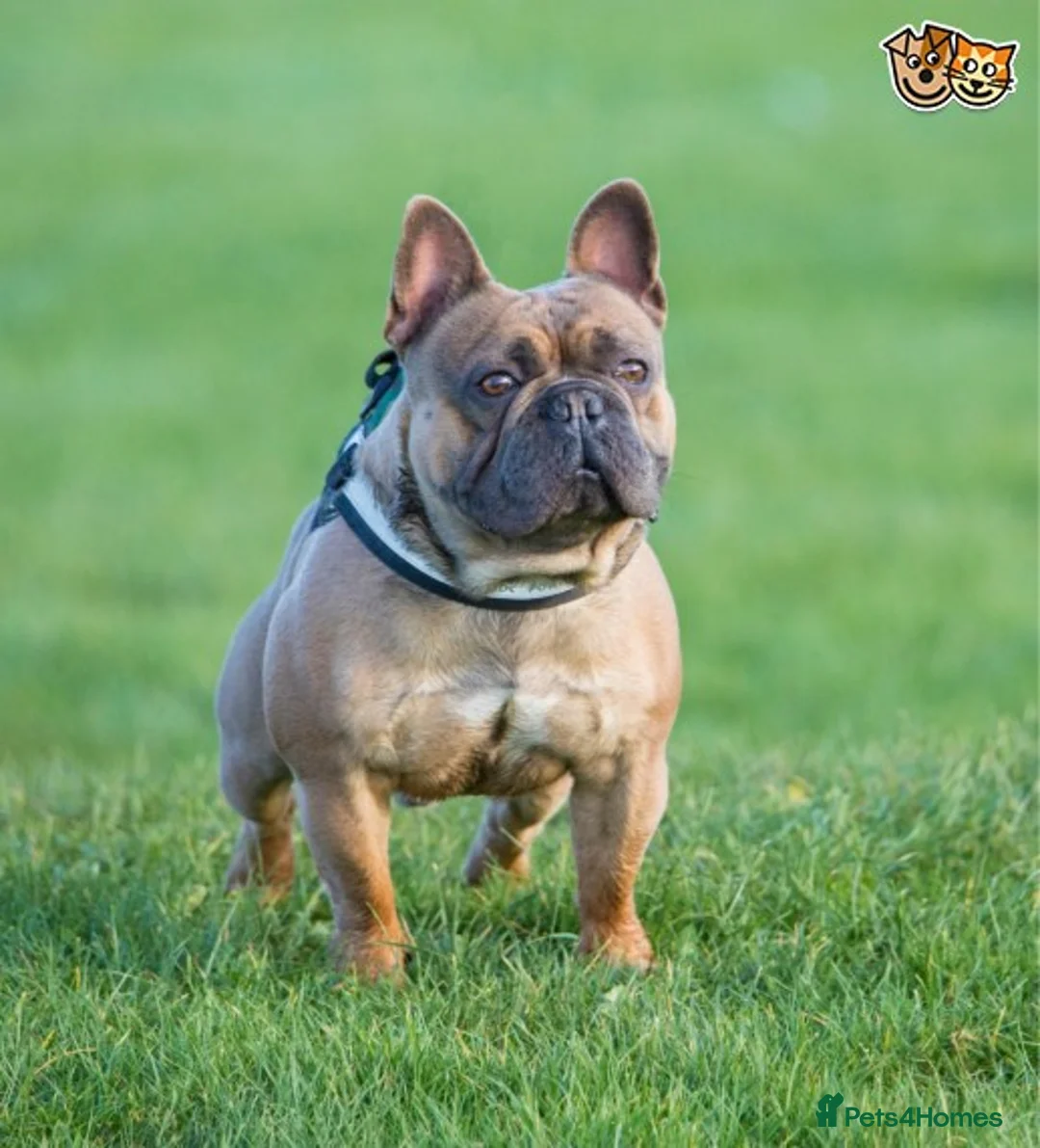 French Bulldog dogs for stud: French Bulldog Stud in Abertillery - Advert 1