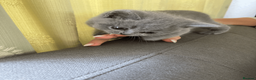 British Shorthair cats for sale: British Shorthair Blue Kittens – (2 boys, 2 girls) - Advert 9