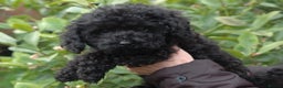 Toy Poodle dogs for sale: Toy Poodle (1 boy left to find their home) - Advert 1