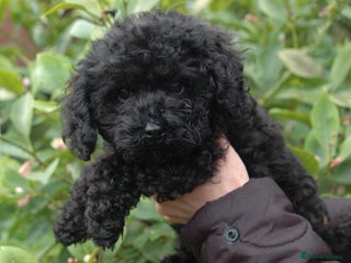 Toy Poodle dogs Toy Poodle (1 boy left to find their home) - Advert 3