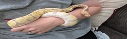 Python Snake reptiles for sale: Male Banana Ball Python in Dover - Advert 3