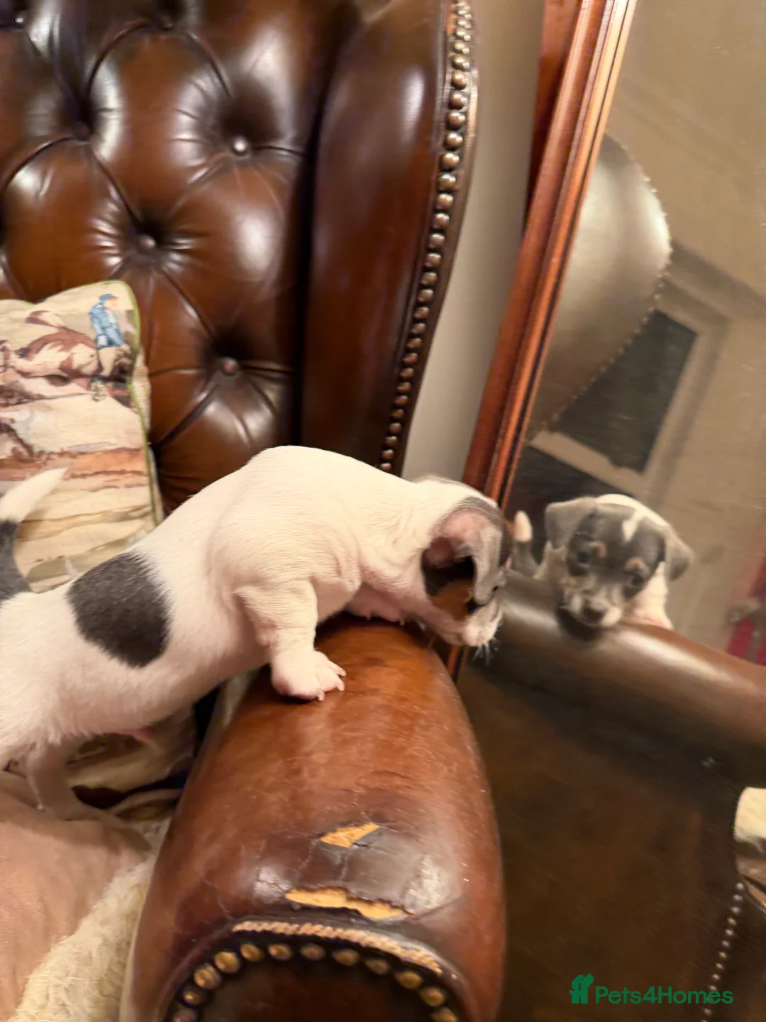 Jack Russell dogs for sale: Perfect Blue and Blue Merle Jack Russell Puppies - Advert 38