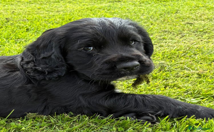 Cocker Spaniel dogs - Advert 7