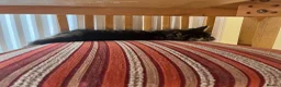 Domestic Shorthair cats for adoption: 2x gorgeous female rescue kittens need homes - Advert 12