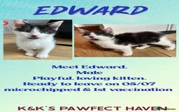 Domestic Shorthair cats for sale: Kittens and cats for adoption.  - Image 13