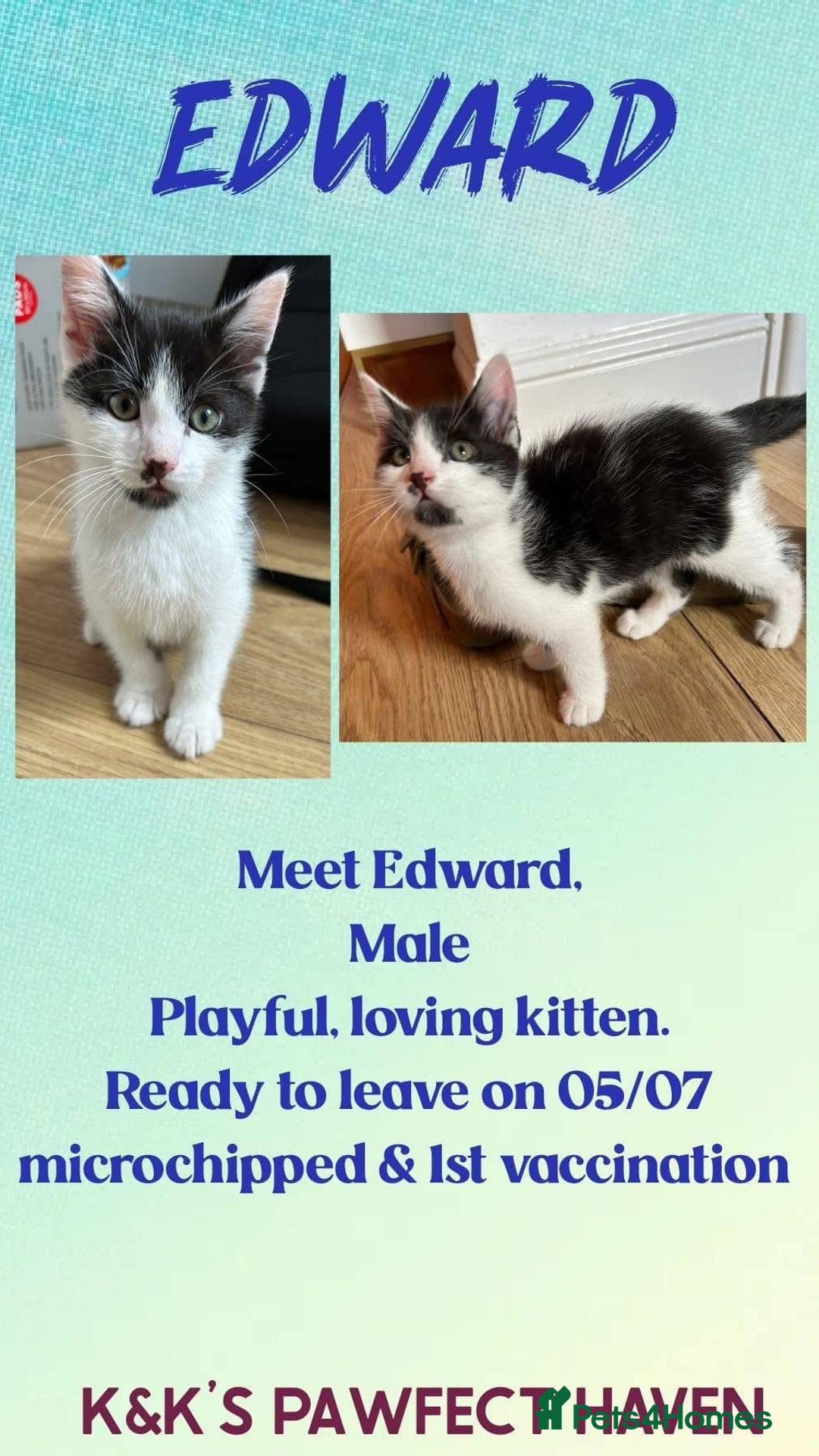 Domestic Shorthair cats for sale: Kittens and cats for adoption.  - Image 13
