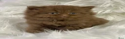 British Longhair cats for sale: Lovely cinnamon British longhair kitten. - Advert 7