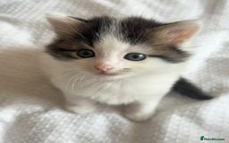 Ragdoll cats for sale: Ragdoll Mix Long-Haired Fluffy Kittens! - Image 7