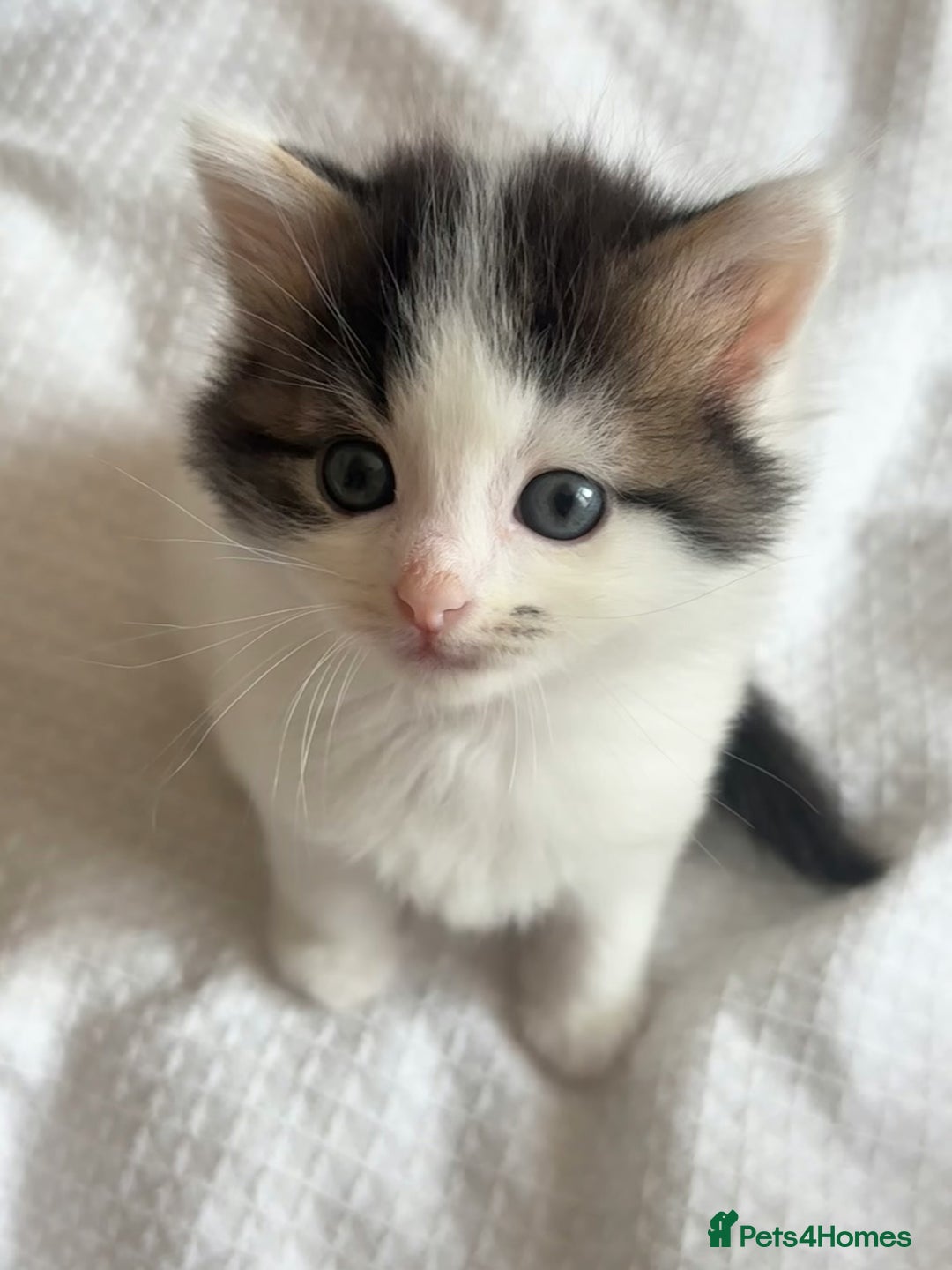 Ragdoll cats for sale: Ragdoll Mix Long-Haired Fluffy Kittens! - Image 7