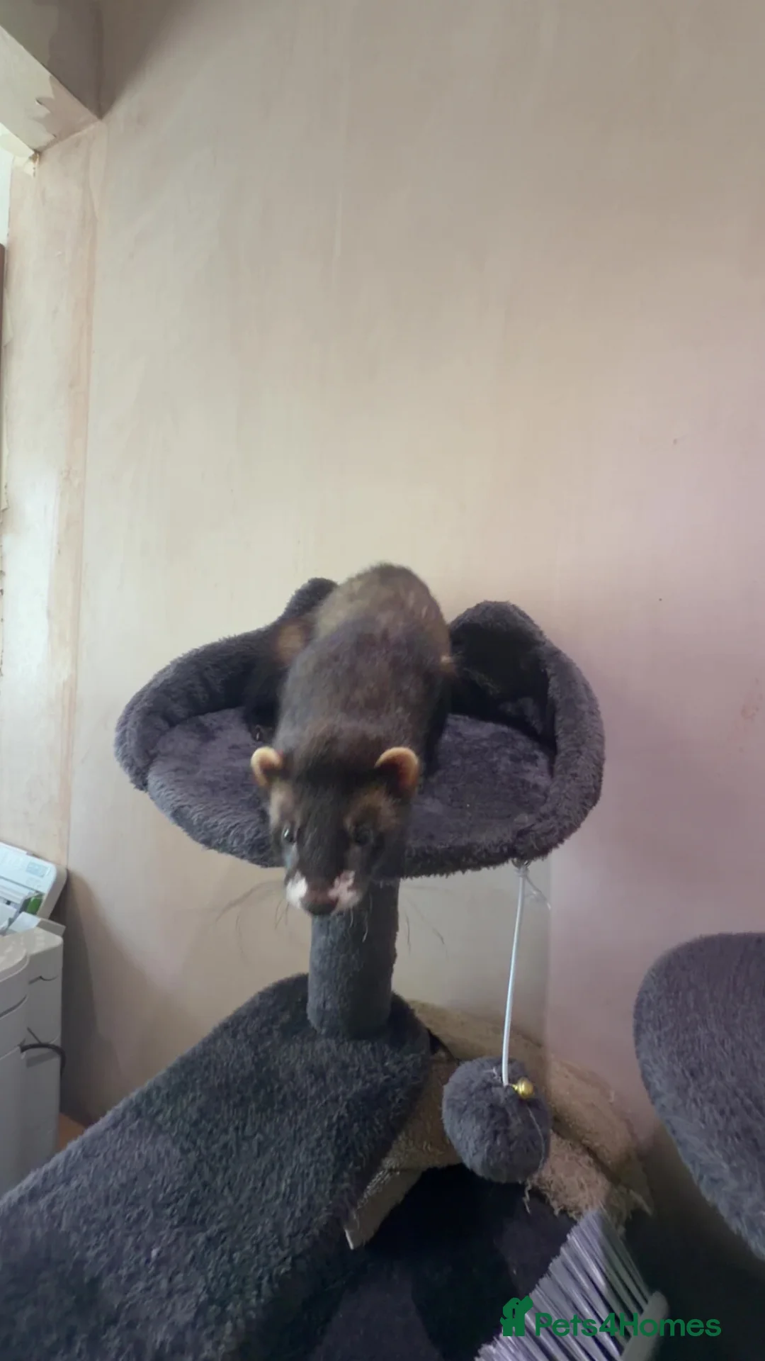 Ferret rodents for sale: Male Ferret - Advert 4