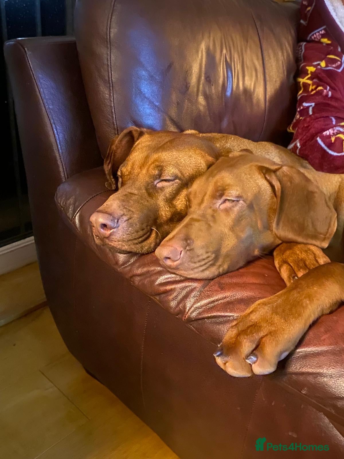 Rhodesian Ridgeback dogs Stunning litter of KC Rhodesian Ridgeback puppies - Advert 1