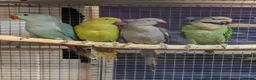 Parrots birds for sale: AMAZON/PARROTS/PARAKEETS!  - Advert 17