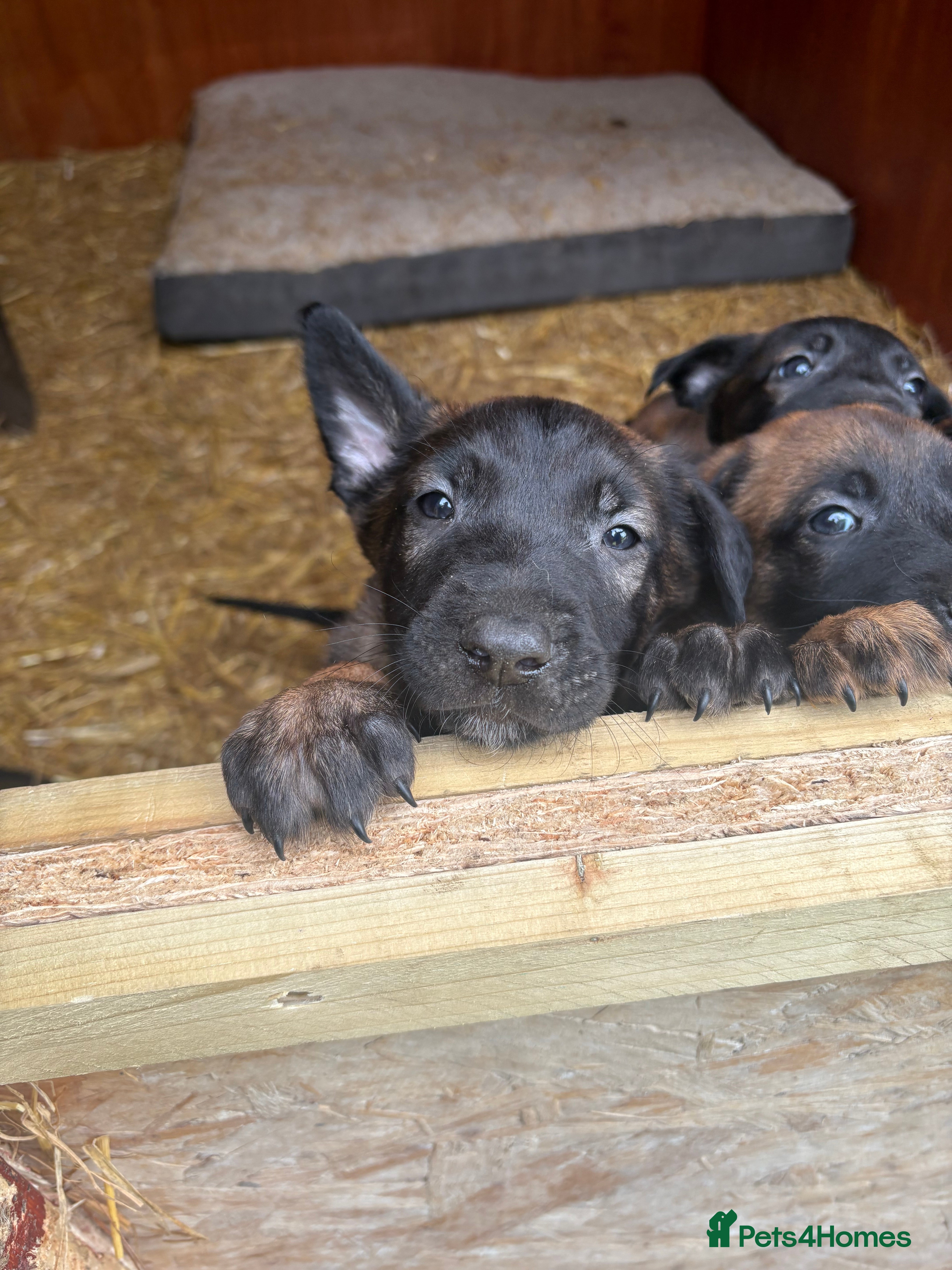 Belgian Shepherd Dog dogs for sale: **READY NOW** Belgian Mallinois Pups - Advert 32