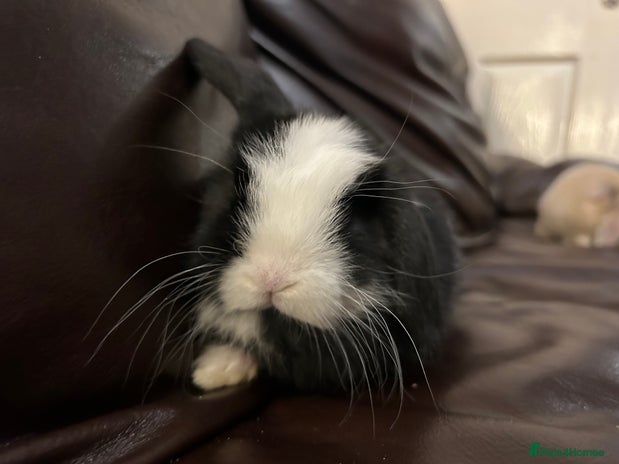 Mini Lop rabbits - Advert 4