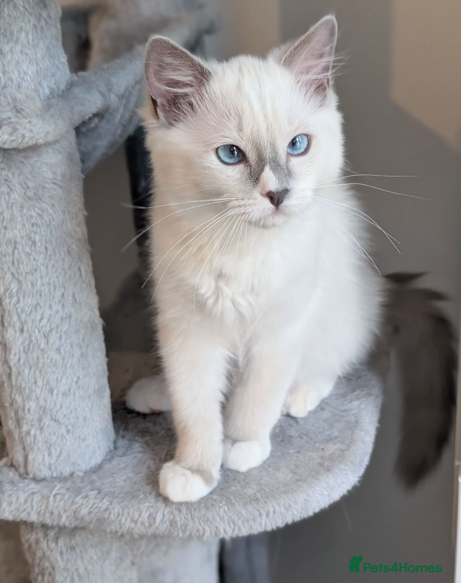 Ragdoll cats RTG!TICA,Champ,pedigree Ragdoll kitten  - Advert 10