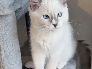 Ragdoll cats RTG!TICA,Champ,pedigree Ragdoll kitten - Advert 8