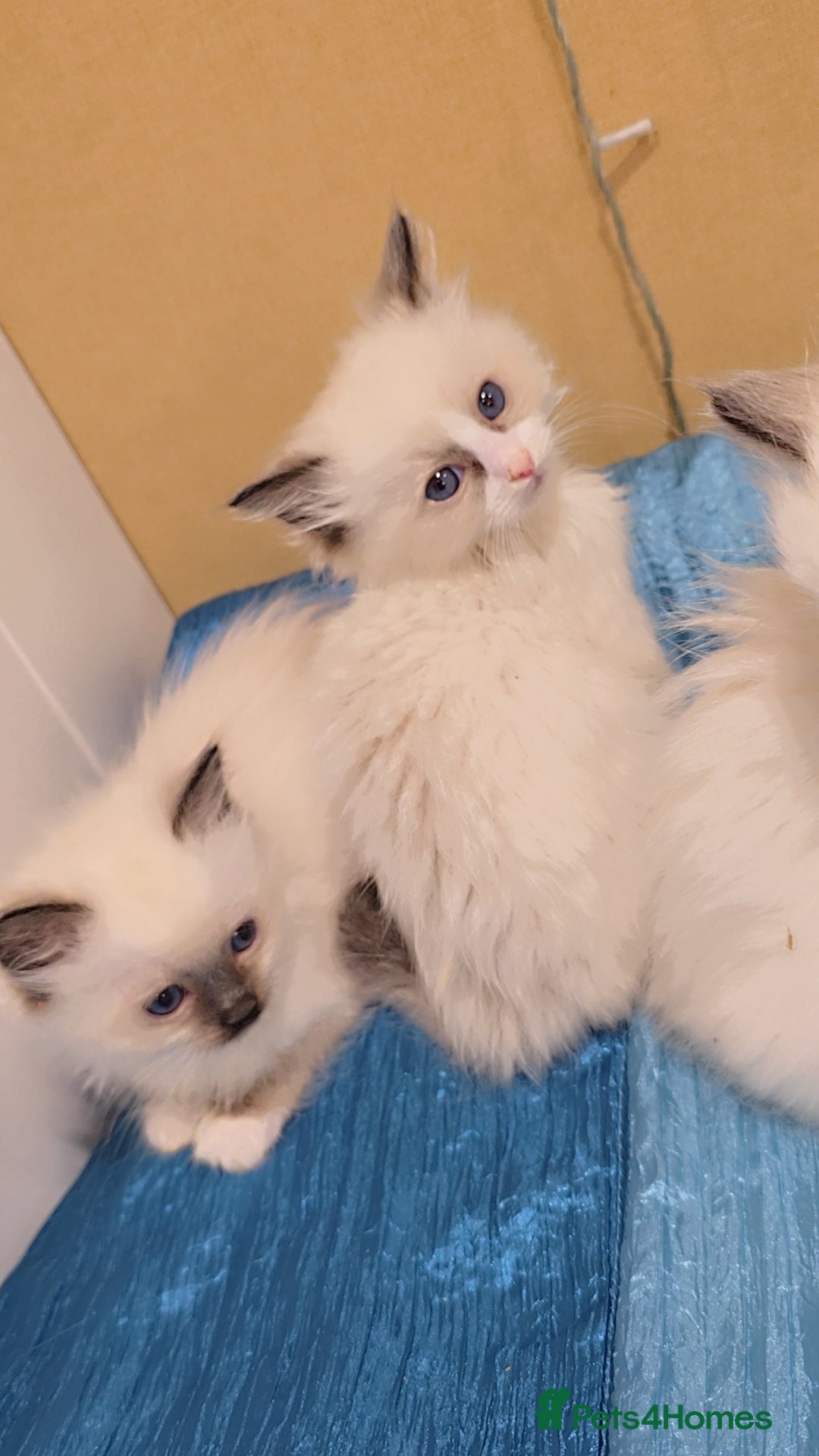 Ragdoll cats for sale: TICA REGISTERED KITTENS/Active - Advert 14