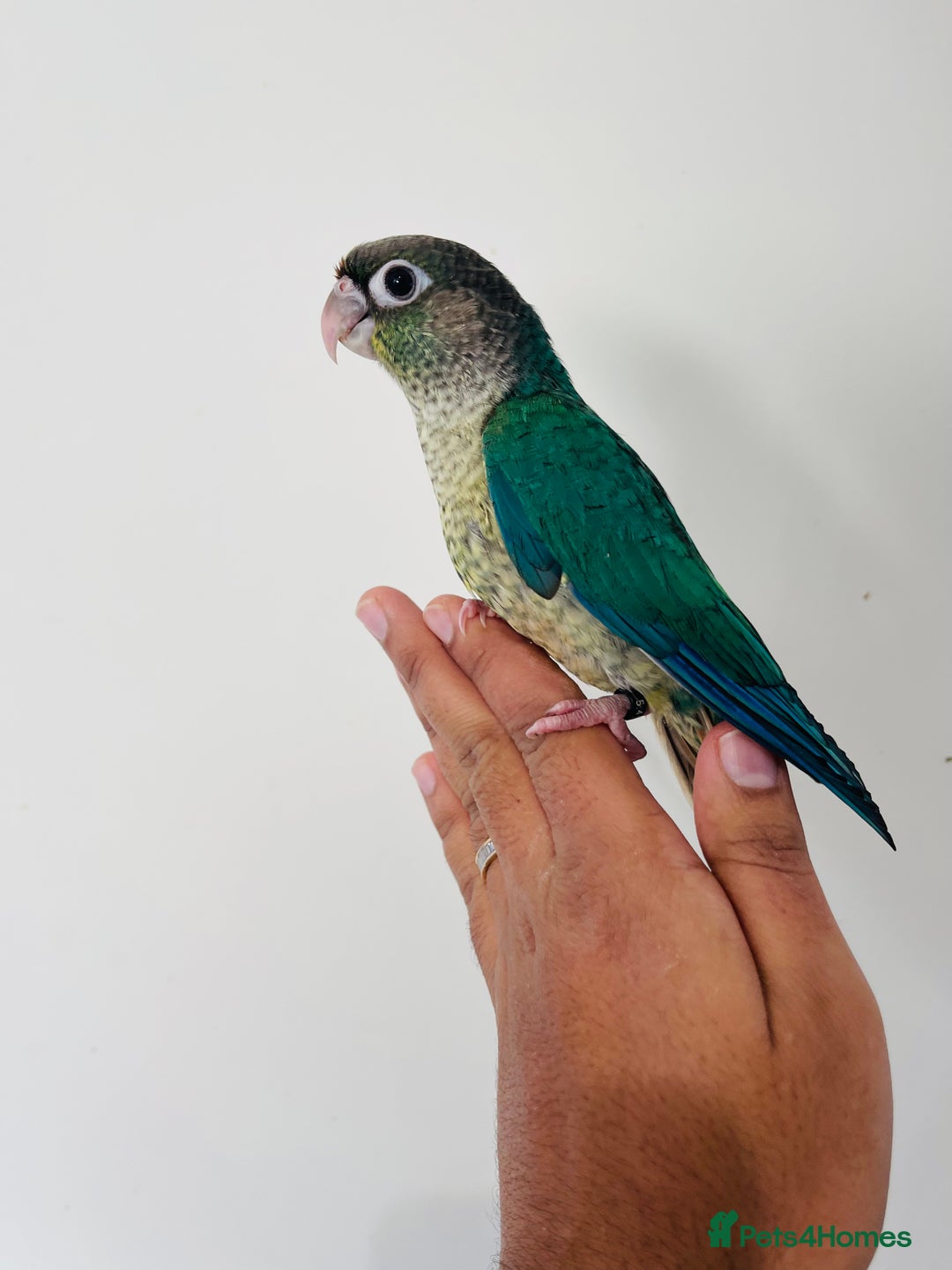 Conures birds for sale: Hand reared conures for sale  - Advert 8