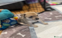 Mixed Breed dogs for sale: STUNNING UNIQUE PUPS 💙💗 - Image 13