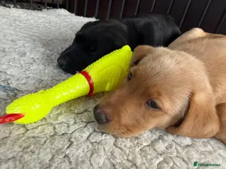 Labrador Retriever dogs FOX RED BOY AVAILABLE - Advert 4