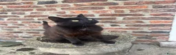 Mixed Breed cats for sale: Gorgeous kittens  - Advert 2